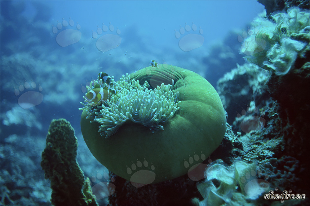 Anemonen
