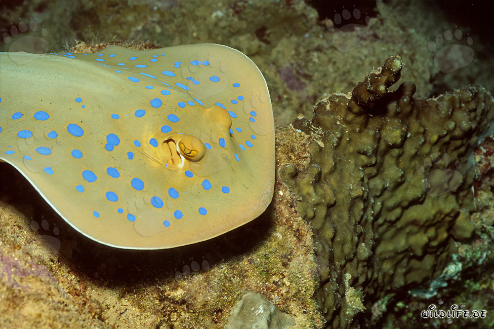 Blue Spotted Stingray seeks hiding place under coral ledge