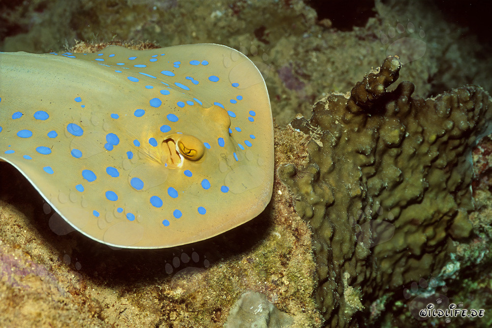 Raie à taches bleues cherche refuge sous une avancée de corail