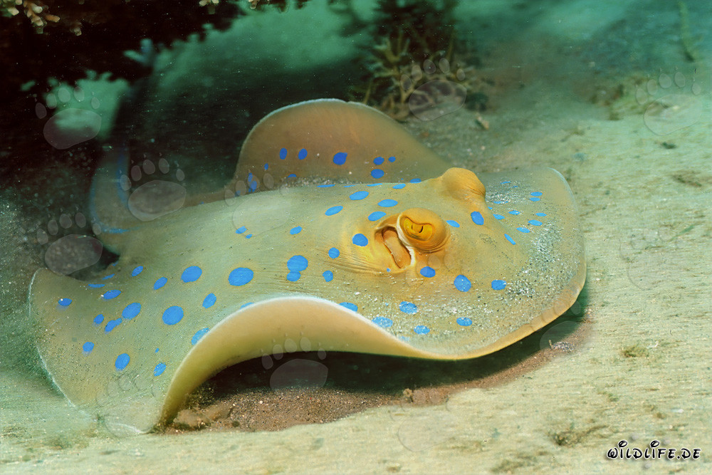 Elegant bluespotted ribbontail stingray over sandy soil
