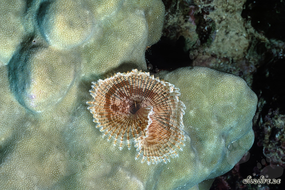 Fascinating Tubeworm in the Red Sea off Ras Mohammad, Egypt