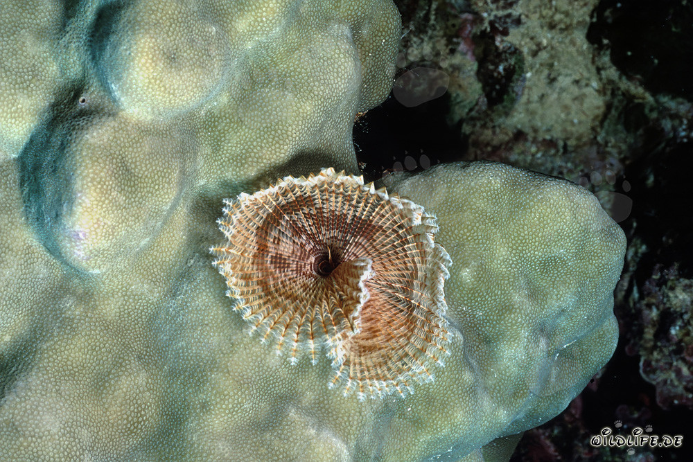 Ver Fascinant Ver tubicole dans la mer Rouge devant Ras Mohammad, Égypte