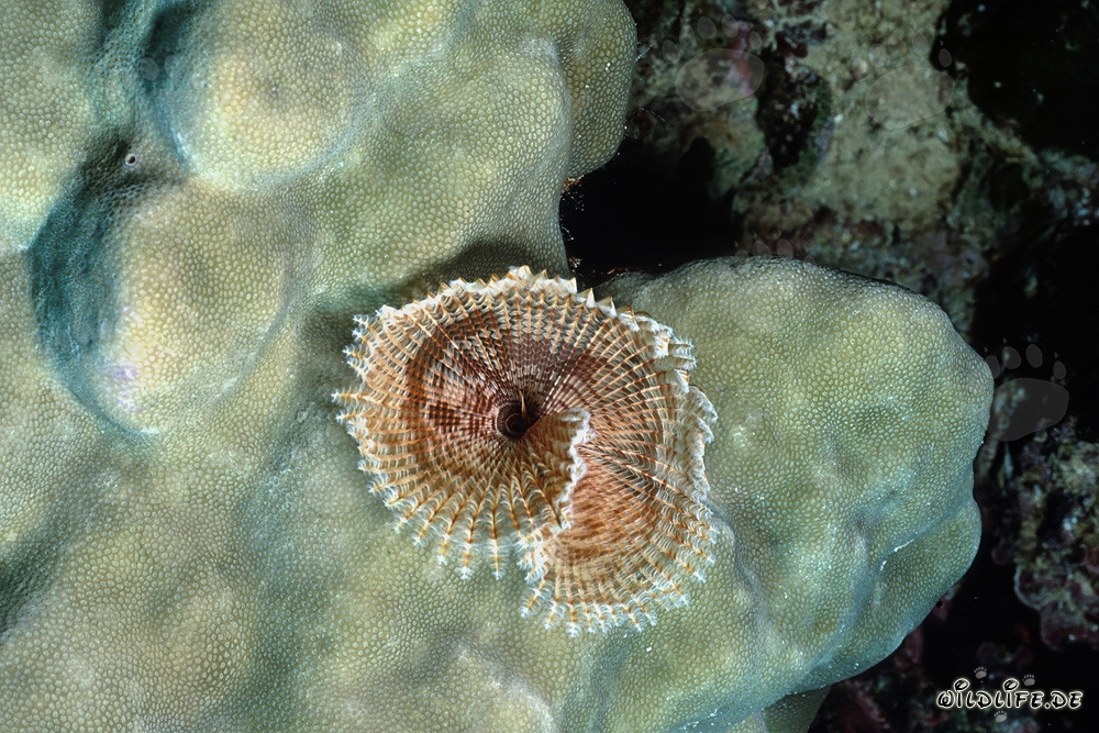 Affascinante Verme tubicolo nel Mar Rosso di fronte a Ras Mohammad, Egitto