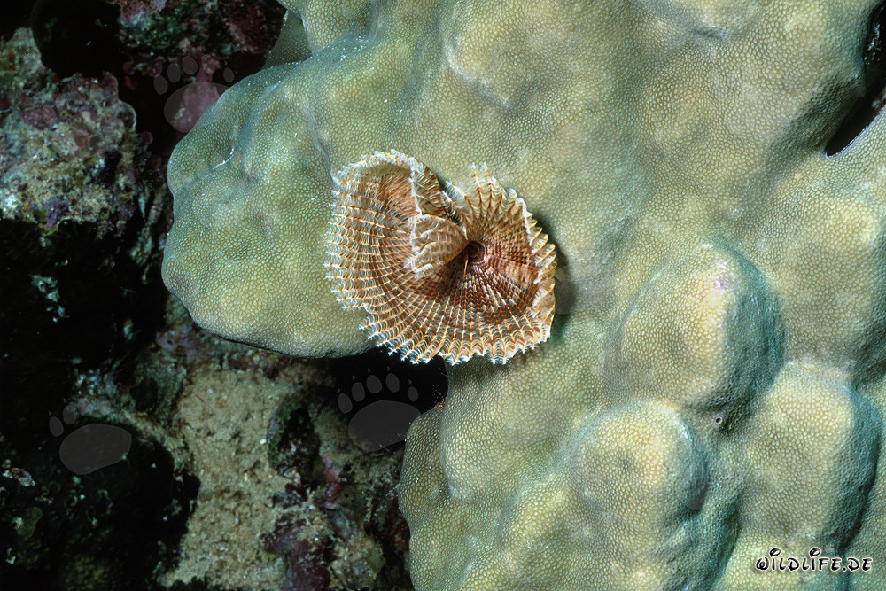 Colorful Underwater Life: The Fascinating Tubeworm