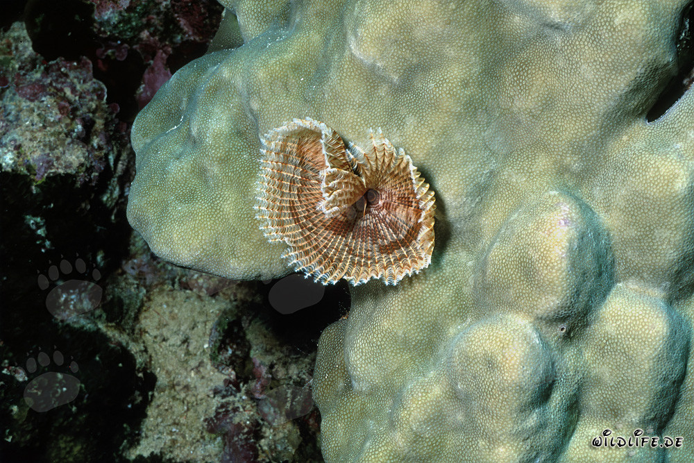 Vie sous-marine colorée : le fascinant ver tubicole