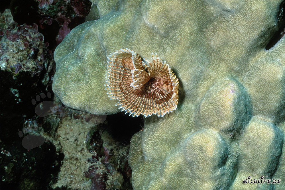 Vita marina colorata: il fascinante verme tubicolo