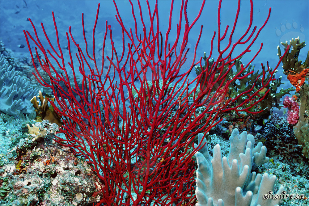 Gorgone rouge - Fascinante monde sous-marin à Fidji