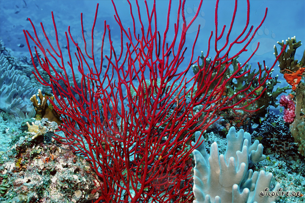 Gorgonia Roja - Fascinante mundo submarino en Fiyi