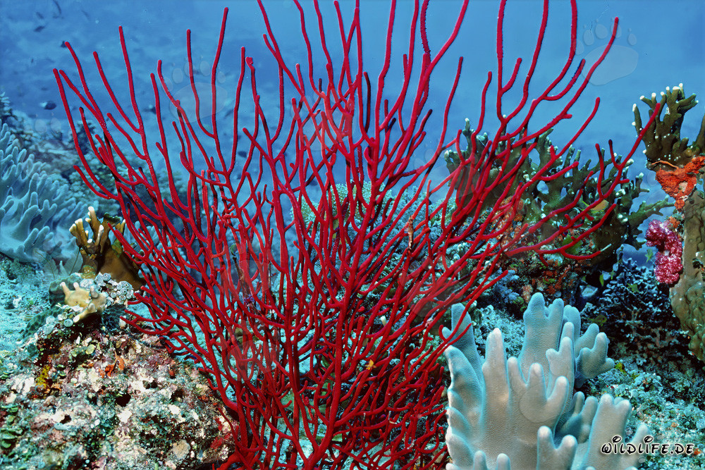 Red Sea Fan - Captivating Underwater World in Fiji