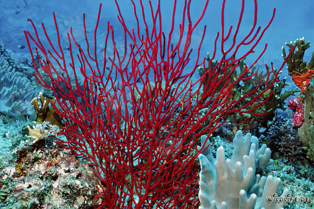 Rote Gorgone - Faszinierende Unterwasserwelt in Fiji