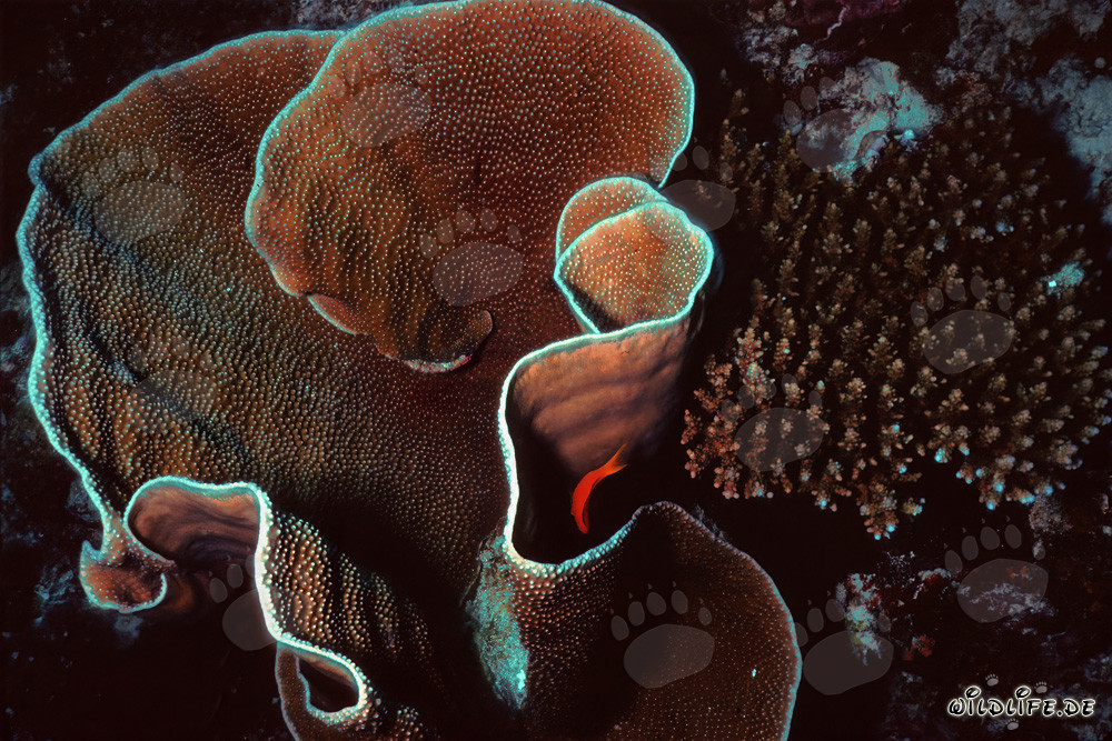 Corail de pierre fascinant dans les eaux des Maldives