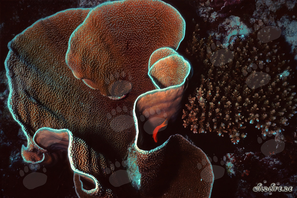 Fascinante coral de piedra en las aguas de Maldivas