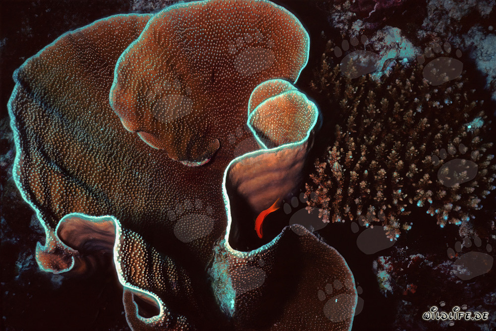 Affascinante corallo di pietra nelle acque delle Maldive