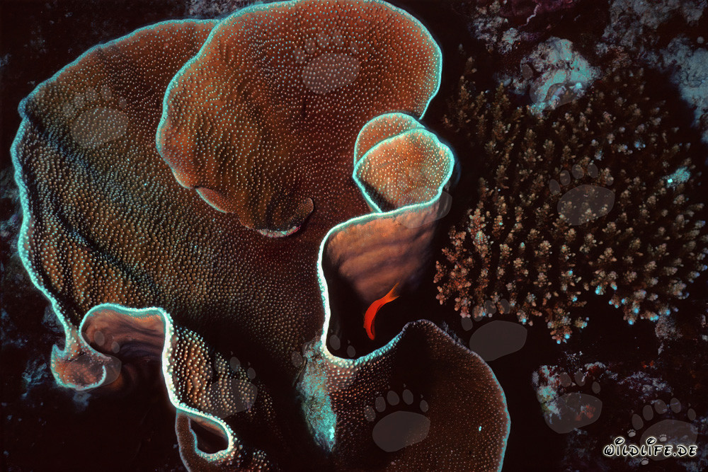Fascinating stony coral in the waters of the Maldives