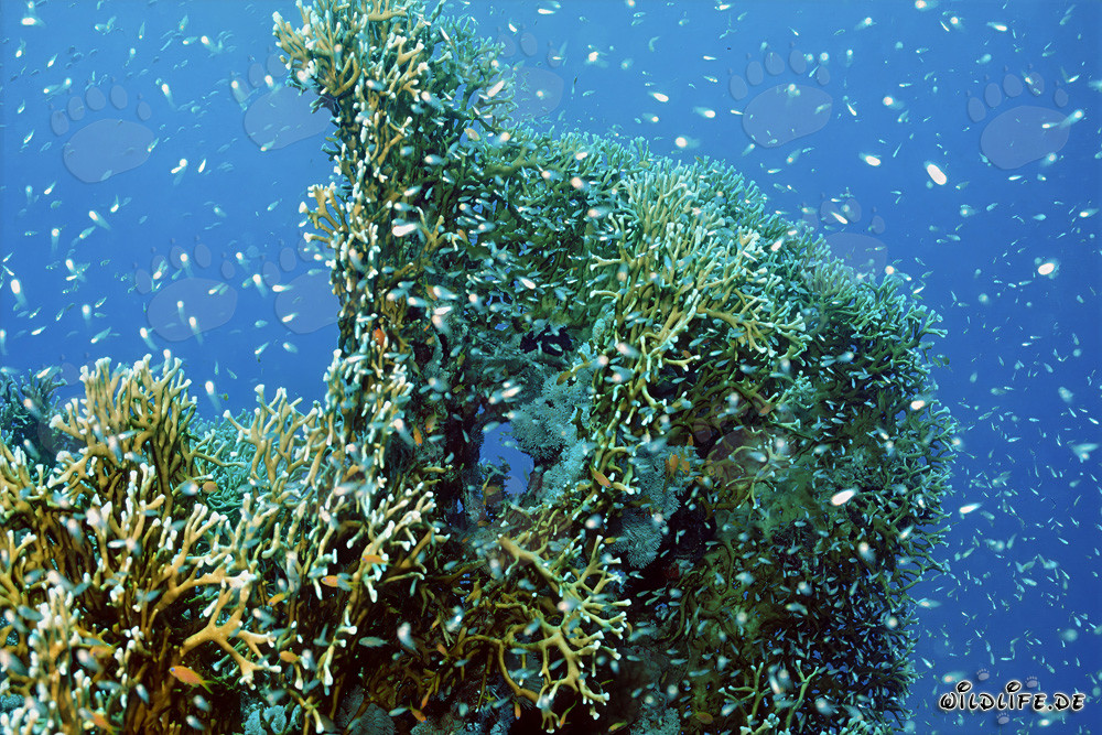 Corail de feu fascinant dans les eaux claires de la mer Rouge