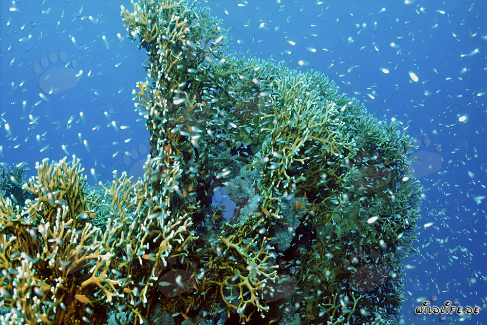 Fascinante coral de fuego en las aguas claras del Mar Rojo