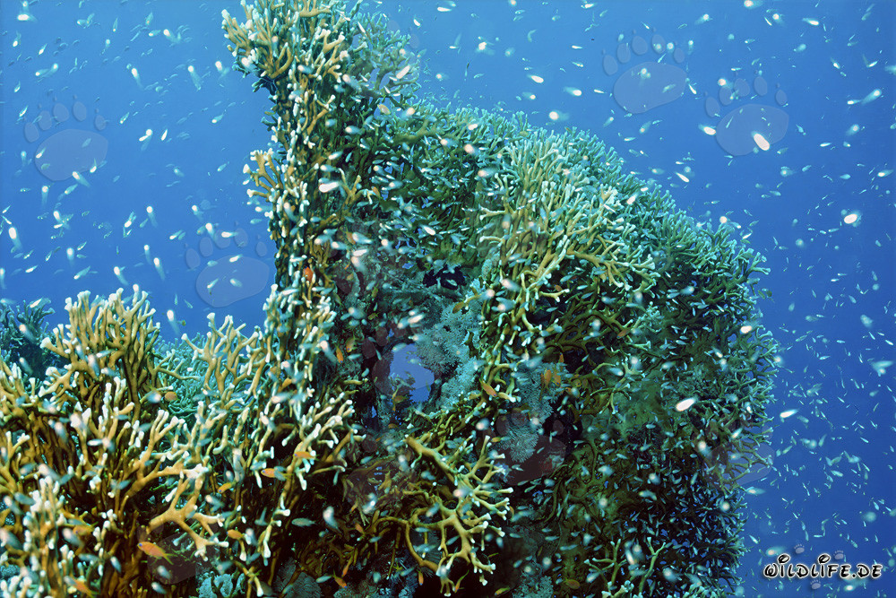 Fascinating fire coral in the clear waters of the Red Sea