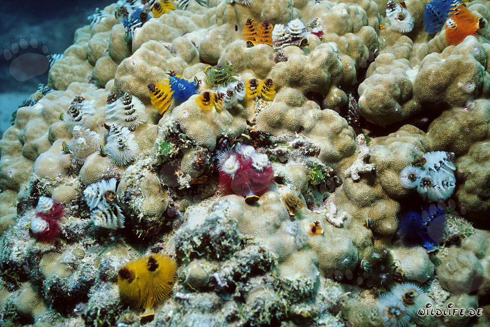 Fascinantes gusanos tubícolas en espiral en el arrecife de coral