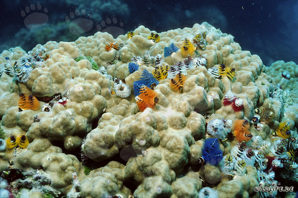 Coloridos gusanos espirales en un coral