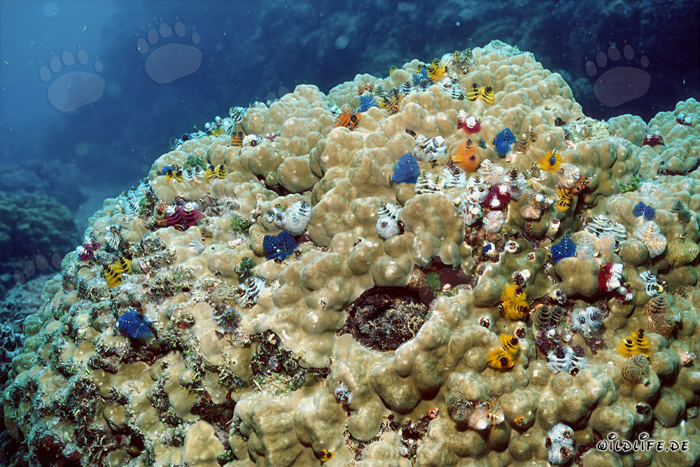 Bunte Spiralroehrenwuermer auf einem Korallenblock in Fiji