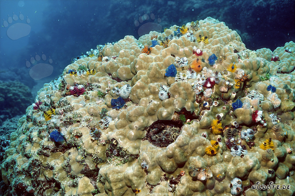 Gusanos tubícolas coloridos en un bloque de coral en Fiji
