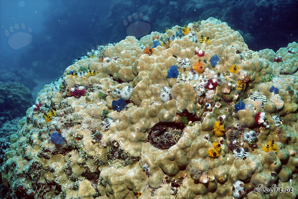 Verme tubicoli colorati su un blocco di corallo a Fiji