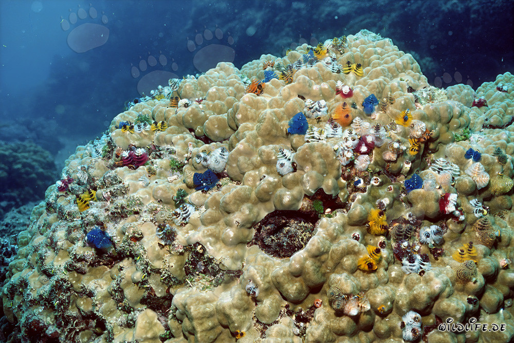 Vers colorés de vers tubicoles sur un bloc de corail à Fidji