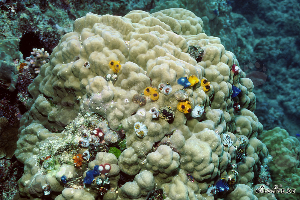 Colorati vermi a spirale su un corallo nel Pacifico del Sud