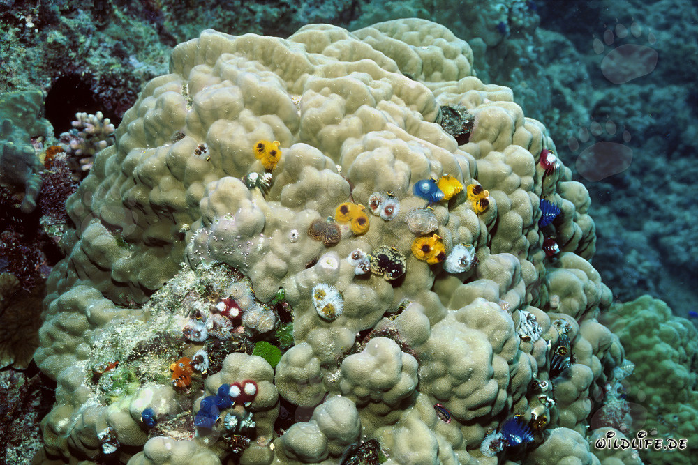 Coloridos gusanos espirales en un coral en el Pacífico Sur