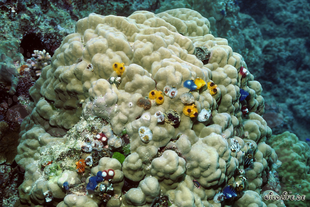 Vers colorés de vers tubicoles sur un corail dans le Pacifique Sud