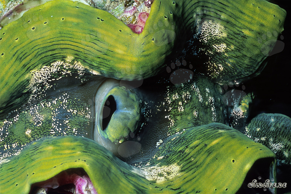 The Majestic Giant Clam in Ras Mohammad National Park, Egypt