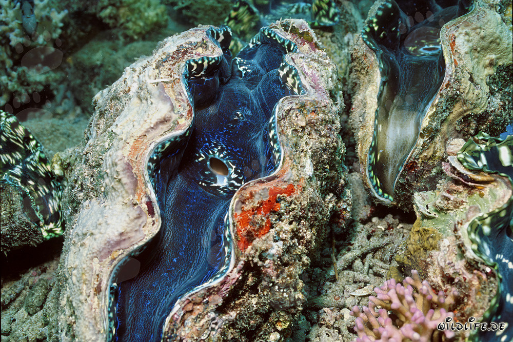 Tridacna géante - Majesté des mers