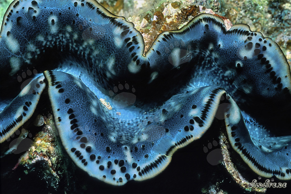 Enorme almeja asesina se abre lentamente en el fondo marino