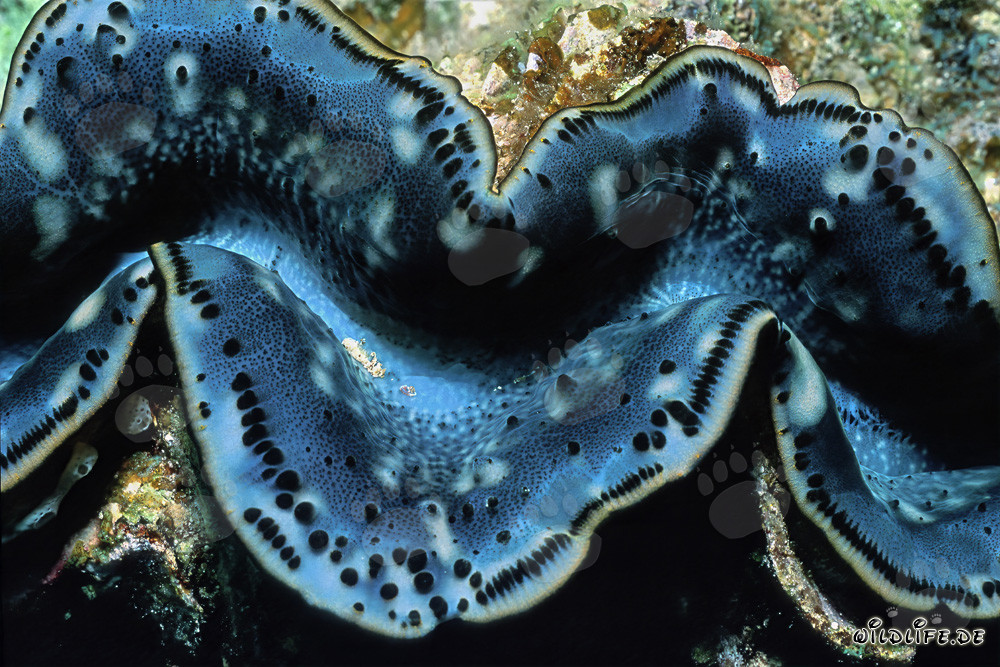 Giant clam slowly opens at the seabed