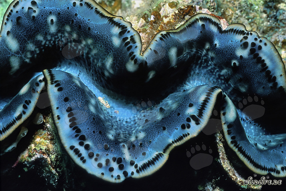 Grosse palourde meurtrière s'ouvre lentement au fond de la mer