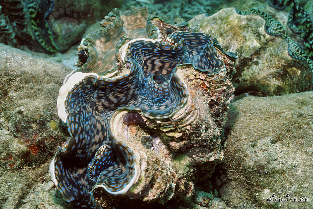 Magnifique grande coquille géante dans le Pacifique Sud
