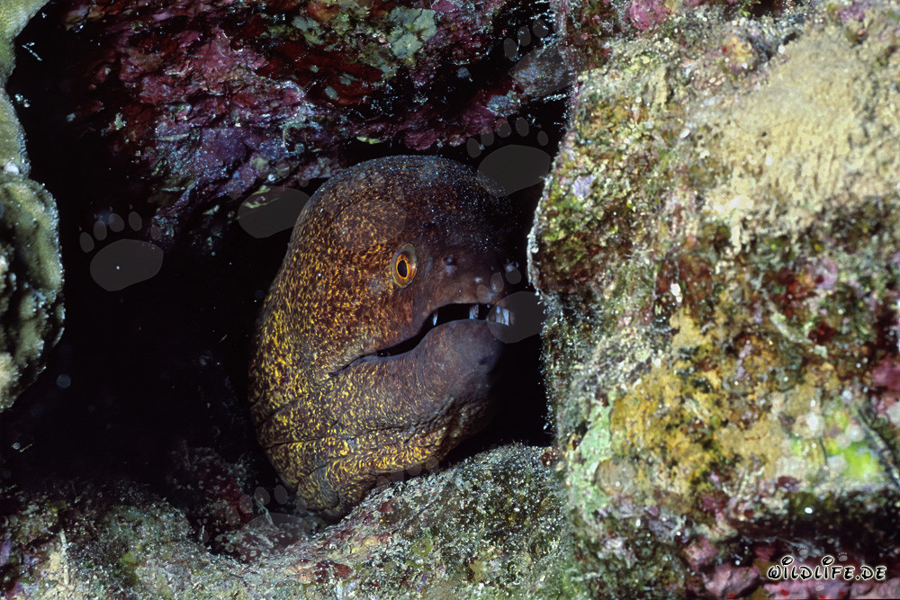 Découvrez les fascinantes murènes géantes de la mer Rouge