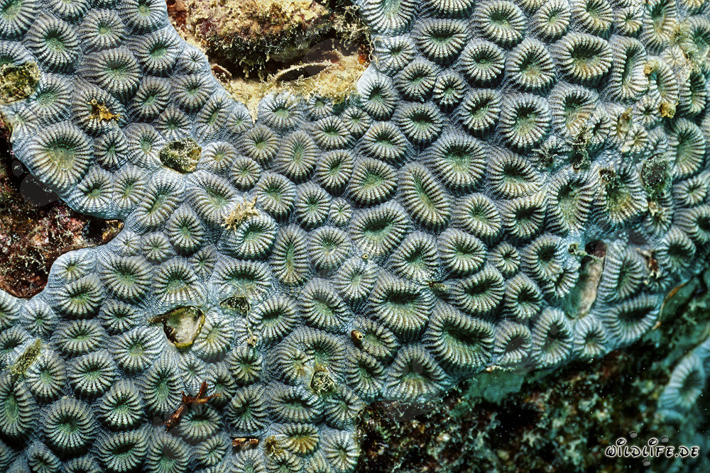 Corail de pierre fascinant dans la mer Rouge devant Ras Mohammad, Égypte