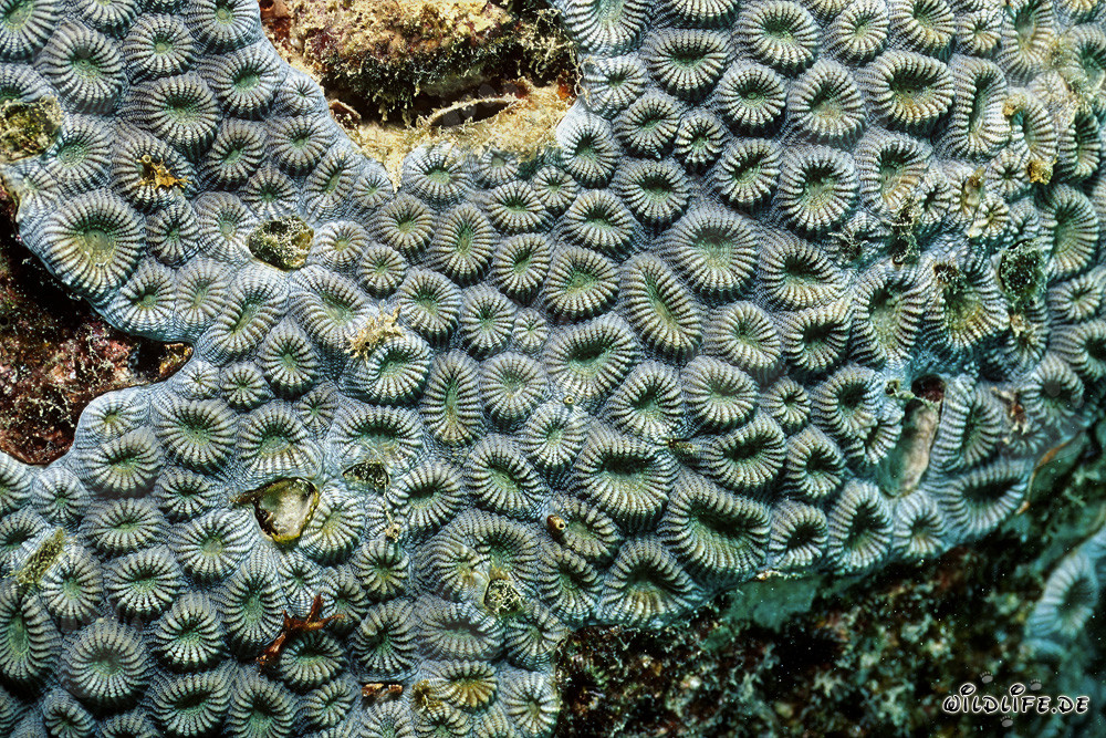 Fascinante coral de piedra en el Mar Rojo frente a Ras Mohammad, Egipto