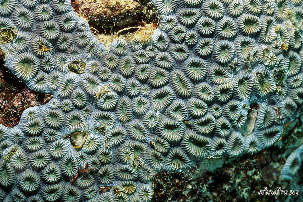 Affascinante corallo di pietra nel Mar Rosso di fronte a Ras Mohammad, Egitto