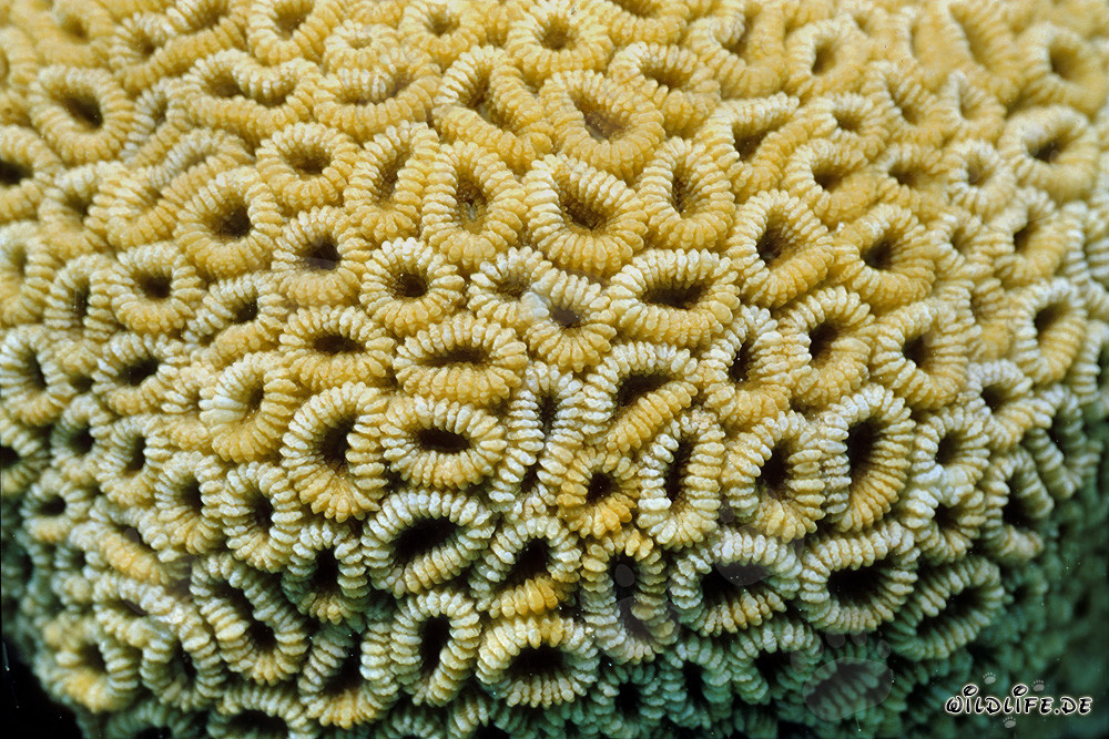 Coraux fascinants dans les eaux cristallines de la mer Rouge