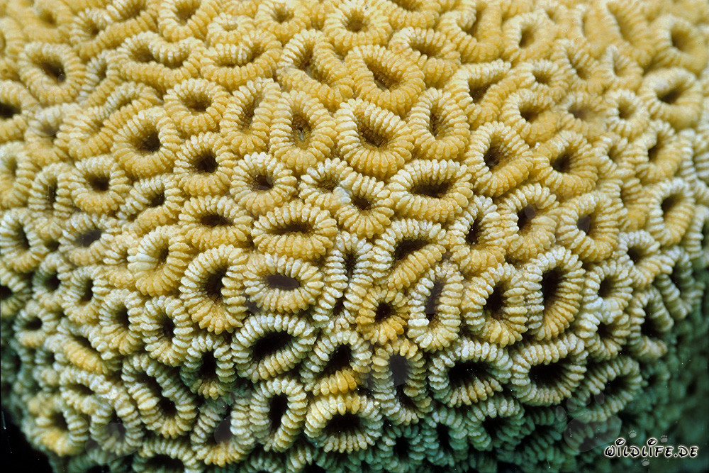 Fascinante coral de piedra en las aguas cristalinas del Mar Rojo