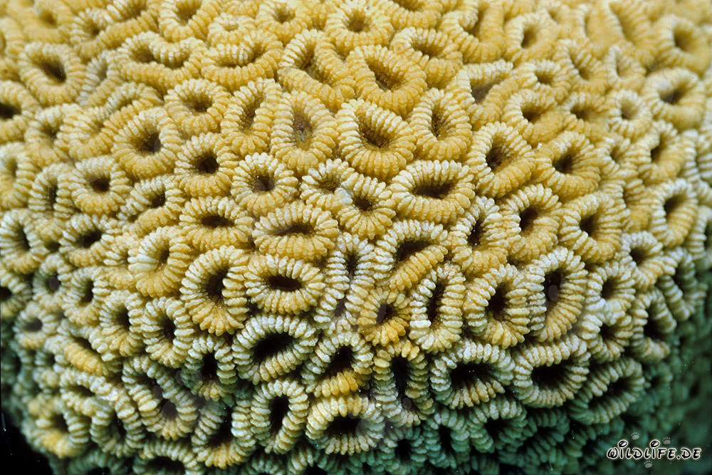 Fascinating stony coral in the crystal-clear waters of the Red Sea