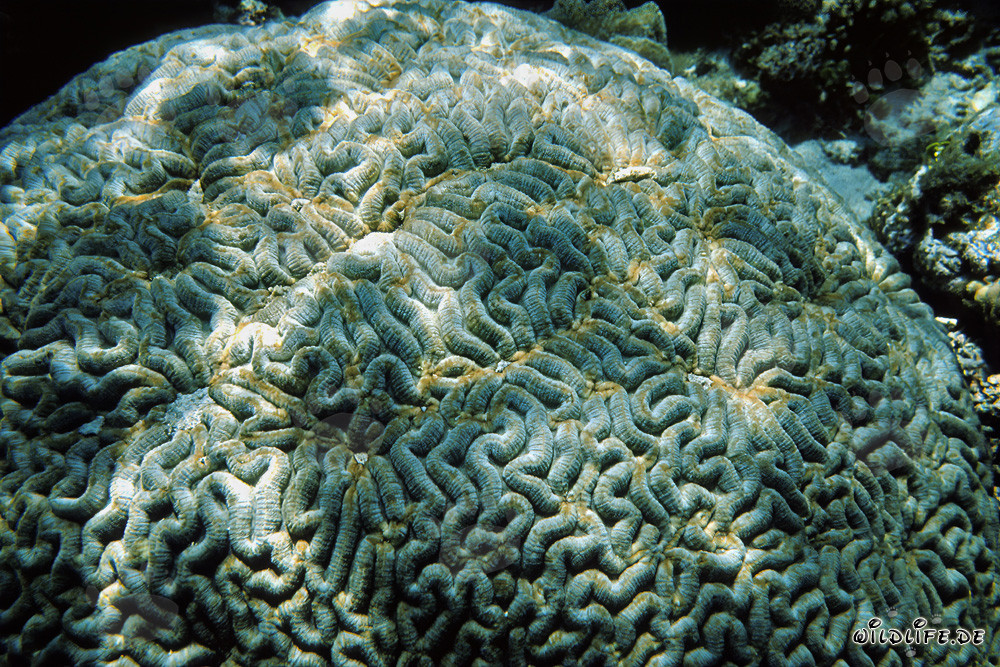 Fascinating Brain Coral in the Red Sea off Ras Mohammad, Egypt