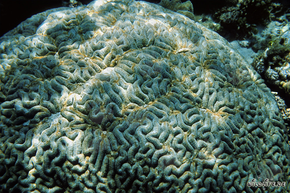 Corail cérébral fascinant dans la mer Rouge devant Ras Mohammad, Égypte