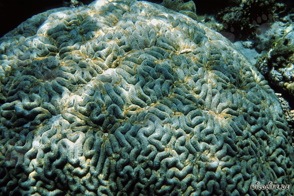 Coral cerebral fascinante en el Mar Rojo frente a Ras Mohammad, Egipto