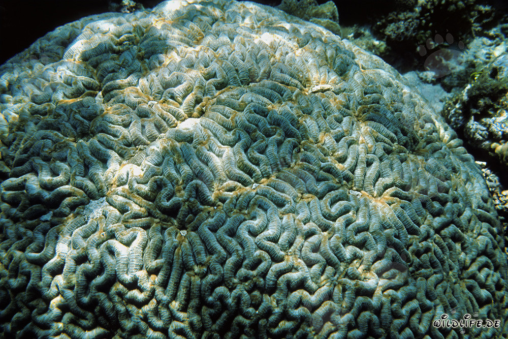 Corallo cerebrale affascinante nel Mar Rosso di fronte a Ras Mohammad, Egitto