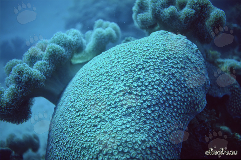 Corail de pierre fascinant dans les eaux claires de la mer Rouge