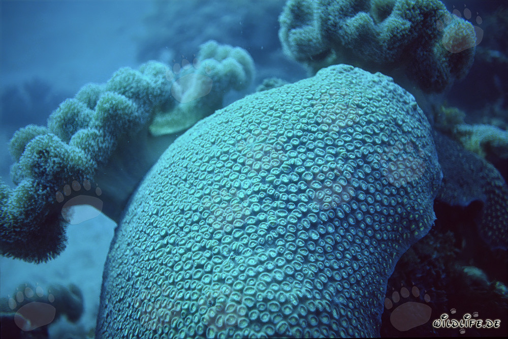 Fascinante coral de piedra en las aguas claras del mar Rojo