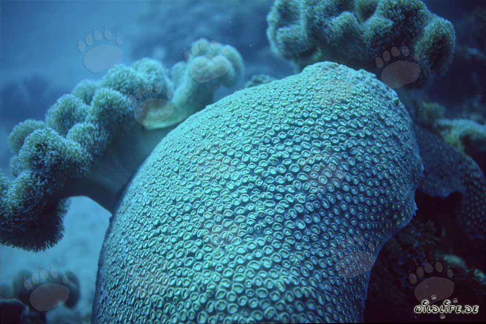 Fascinating stony coral in the clear waters of the Red Sea